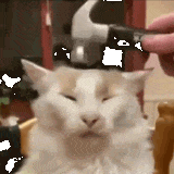 hammer bonking a cat 